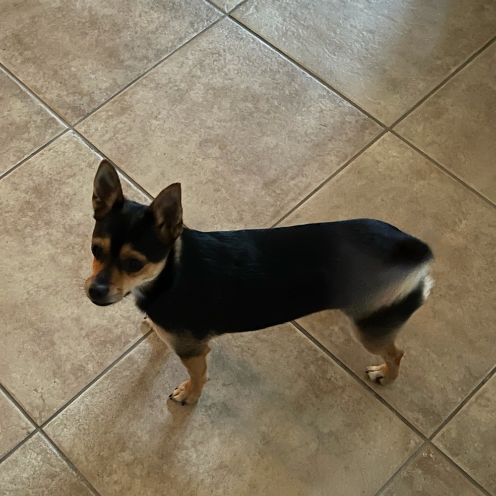 Meet your Posher, Veronica